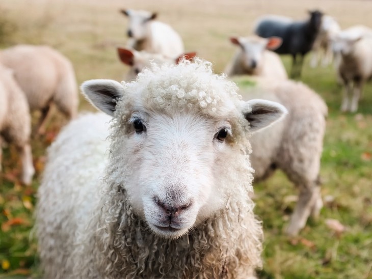 Ob auch das Schaf seinen Platz im Adventsgarten findet? © David Mark / Pixabay